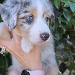 Willow - Blue merle female Miniature American Shepherd puppy in Santa Rosa, California from BennettValleyAussies