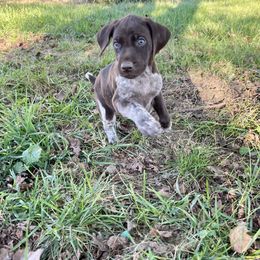 Ace - Liver roan male German Shorthaired Pointer puppy in Oxford, Ohio from LyonHeart
