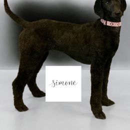 Simone - Poodle