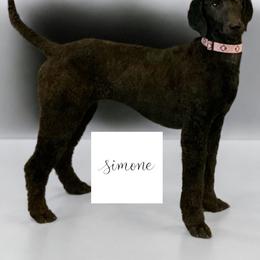 Simone - Poodle