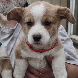 Pembroke Welsh Corgis from Colcord Corgi's