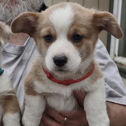 Pembroke Welsh Corgis from Colcord Corgi's