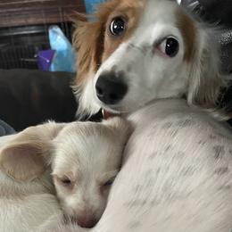 Dachshund Puppies from Hobby Horse Homestead