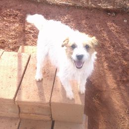 Gracie - Parson Russell Terrier
