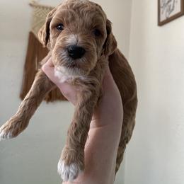 Twix - Goldendoodle puppy from Lola Bear Goldendoodles