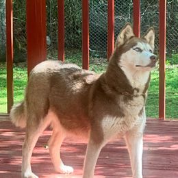 Monet - Siberian Husky