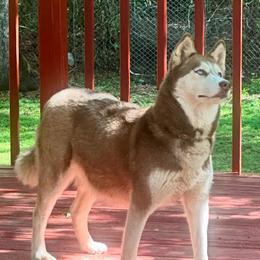 Monet - Siberian Husky