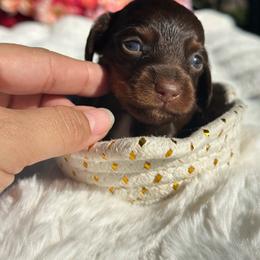 Zuri long coat - Pet only - Chocolate and tan female Dachshund puppy in Lakeland, Florida from Elite Doxies Florida