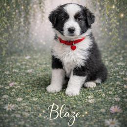 Blaze - Black & white male Australian Shepherd puppy in Citra, Florida from AEW Farm