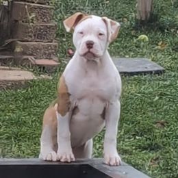 Bentley - White and brindle female American Bulldog puppy in Erie, Pennsylvania from Elijah's American Bulldogs LLC