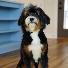 Rihanna - Bernedoodle