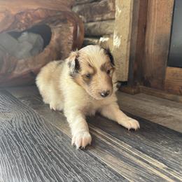 Sable Merle Boy 4 - Sable merle and white male Shetland Sheepdog puppy in Shirley, Arkansas from Lucky Pups