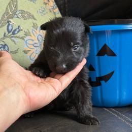 Male 3 - Black male German Shepherd puppy in Denver, Colorado from Morales Kennels