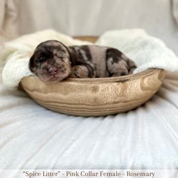 Rosemary - Merle female Labradoodle puppy in Newark, Ohio from Raising Doodles