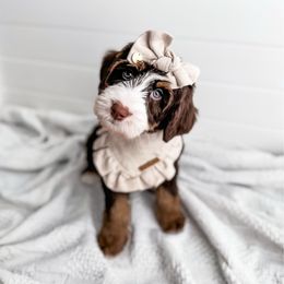 Snowboard - Tri-color Bernedoodle puppy in Greencastle, Indiana from Willow & Co.
