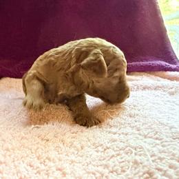 Oliver - Red  male Poodle puppy in Colerain, North Carolina from Lisa's Poodles