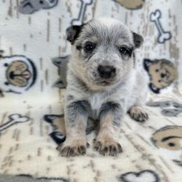 Finn - Blue male Australian Cattle Dog puppy in Olive Hill, Kentucky from Tompkins Farm