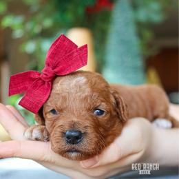 Marquee - Red  female Goldendoodle puppy in Salado, Texas from Red Ranch Dogs