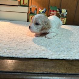 Teddy - Apricot and white male Cavachon puppy in Kerrville, Texas from Blount pups