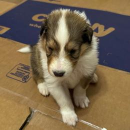 Merry - Sable and white female Collie puppy in Richmond, Kentucky from Puppy Dog City