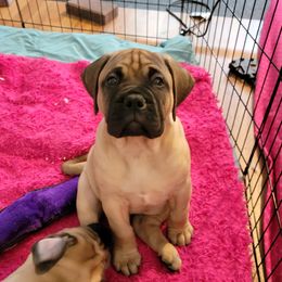 Bullmastiff Puppies from Sunny Beach Bullmastiffs