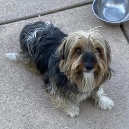 Bella, Cutie (White) - Morkie