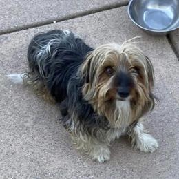Bella, Cutie (White) - Morkie