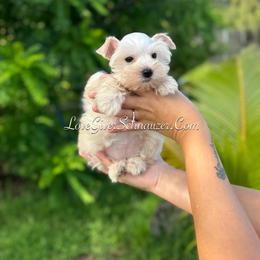 Miniature Schnauzer Puppies from Love Giver Schnauzers