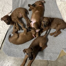 Irish Terrier puppies from Morrigan Irish Terriers