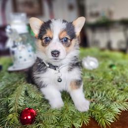 Aspen - Black and tan female Pembroke Welsh Corgi puppy in Fortine, Montana from North Star Pembroke Welsh Corgi's