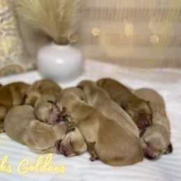 Golden Retriever Puppies from DeClercks Goldens