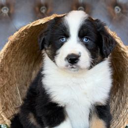 Freeda-has tail-many videos - Black tri-color female Australian Shepherd puppy in Troy, South Carolina from Australian Shepherds of 3/W Farms