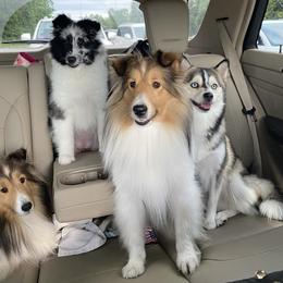 Pomsky and Toy Shetland Sheepdog Puppies from Lone Star Sheltie