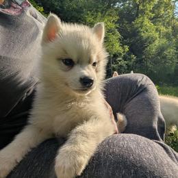Tiny Tim - Gray and white male Siberian Husky puppy in Wisconsin from Liberty Siberians