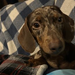 Dixie - Dachshund