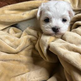 Girl 1 - White female Maltese puppy in Clover, South Carolina from Cudi’s Buddies