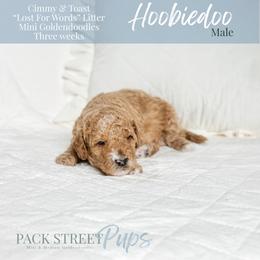 Hoobiedoo - Apricot male Goldendoodle puppy in Paxville, South Carolina from Pack Street Pups