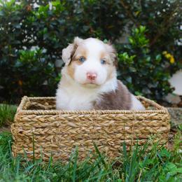 Cody - Red merle male Australian Shepherd puppy in Mocksville, North Carolina from Trailblazing Aussies