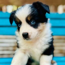Clancy - Blue merle male Miniature Australian Shepherd puppy in Luling, Texas from Little Wood Toy and Mini Aussies