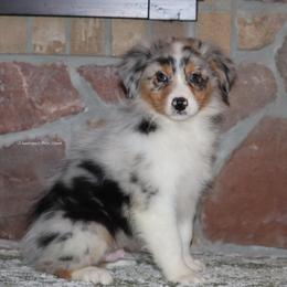 BMM5 - Blue merle Australian Shepherd puppy in Chehalis, Washington from Wandering Acres Ranch