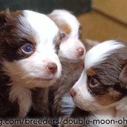 Australian Shepherd, Miniature American Shepherd, Miniature Australian Shepherd, and Toy Australian Shepherd Puppies from Double Moon