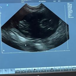 Pembroke Welsh Corgi puppies from Trails End Corgis