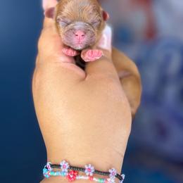 AKC Girl 3 - Red and white female Shih Tzu puppy in Roseville, Michigan from Diamond Paws LLC