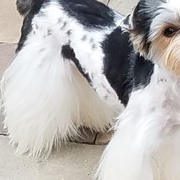 Yorkshire Terriers from Michele Hackett