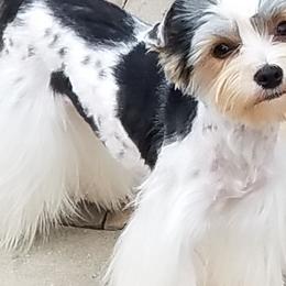 Yorkshire Terriers from Michele Hackett