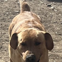 Bailey - Labrador Retriever