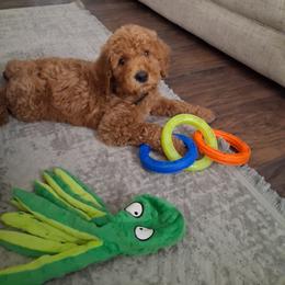 Poodle Puppies from Ramsey Therapy Dogs