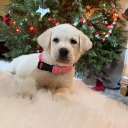 Girl 4 - female Labrador Retriever puppy in Mission Viejo, California from Loving Puppy House