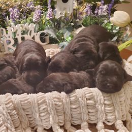 Labrador Retrievers from Willow Tree Farm Labradors