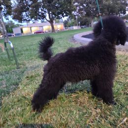 Poodle Puppies from BrioPanache Poodles